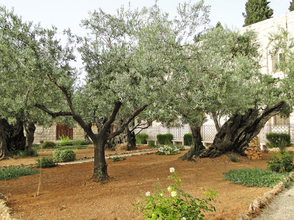 Israel - Jerusalém - Gethsemani, o jardim das oliveiras