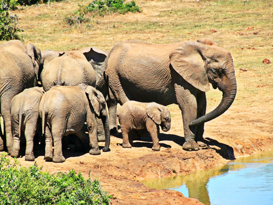 África do Sul - Kruger Park - Safari fotográfico