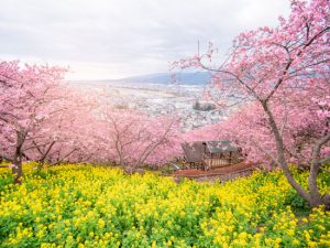 Japão - Tóquio - Cerejeiras