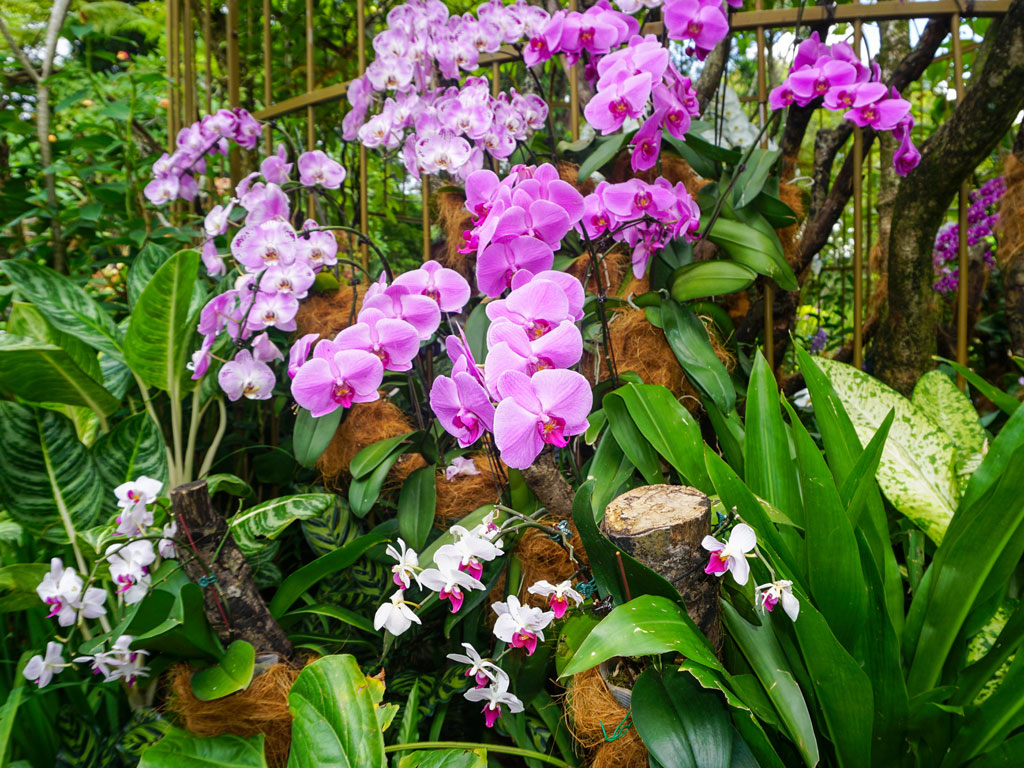 Singapura - Jardim das Orquídeas
