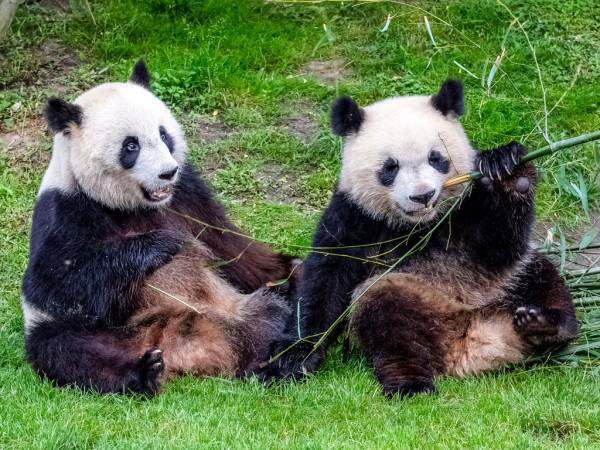 China - Pandas